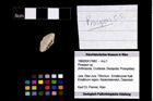 Foto (Objekt + Etikett) von Prosopon sp.  (NHMW-GEO-1990-0041-3982)